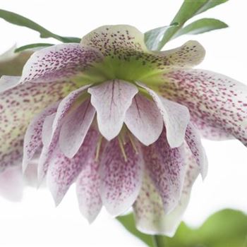 Helleborus orientalis