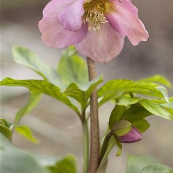 Helleborus orientalis