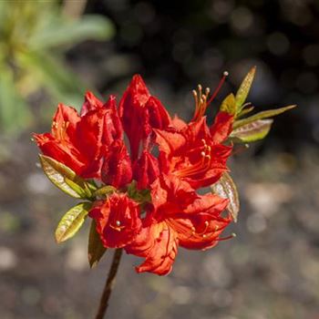 Rhododendron luteum 'Royal Command'