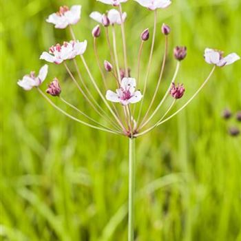 Butomus umbellatus