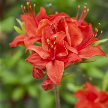 Rhododendron luteum 'Royal Command'