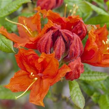 Rhododendron luteum 'Royal Command'