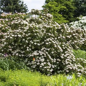 Cornus kousa 'Cappuccino'®