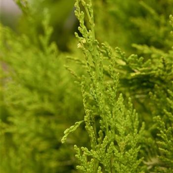 Chamaecyparis lawsoniana 'Golden Wonder'