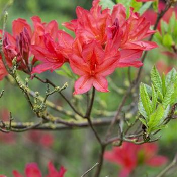 Rhododendron luteum, rot