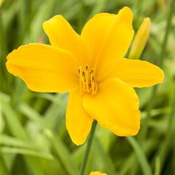 Hemerocallis 'Aten'