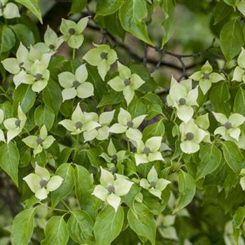 Cornus kousa chinensis 'China Girl'