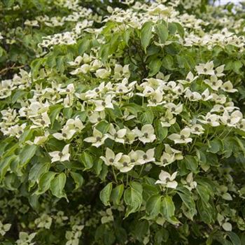 Cornus kousa chinensis 'China Girl'