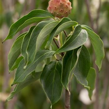 Cornus kousa chinensis 'China Girl'