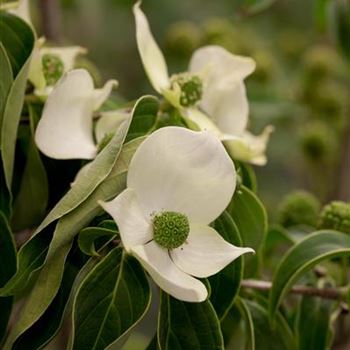 Cornus kousa chinensis 'China Girl'