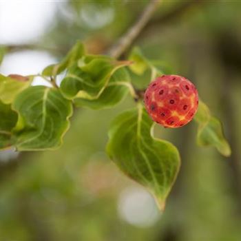 Cornus kousa chinensis 'China Girl'