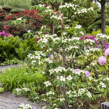 Cornus kousa chinensis 'China Girl'