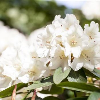 Rhododendron campylogynum var. myrtilloides 'Unique'