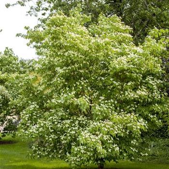 Cornus kousa chinensis 'China Girl'