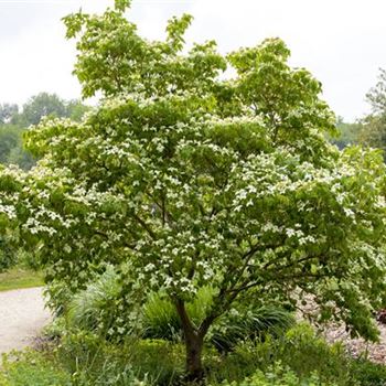 Cornus kousa chinensis 'China Girl'