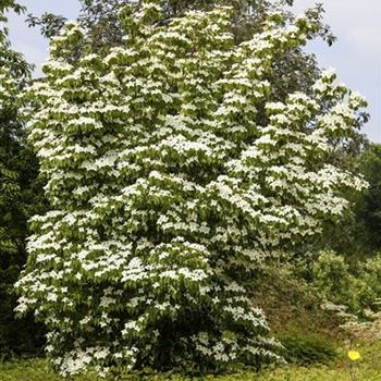 Cornus kousa chinensis 'China Girl'