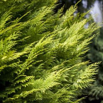 Chamaecyparis lawsoniana 'Ivonne'