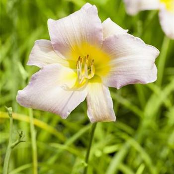 Hemerocallis 'Catherine Woodberry'