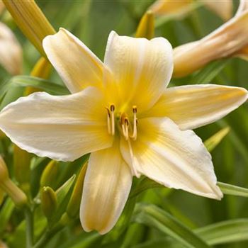 Hemerocallis 'Frances Fay'