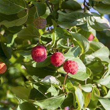 Cornus kousa chinensis 'Kreuzdame'