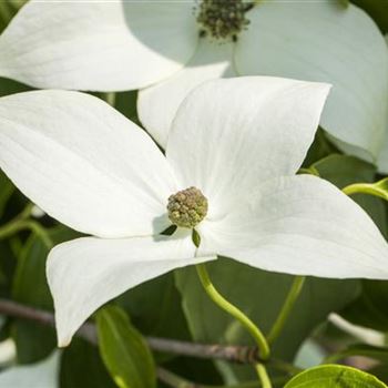 Cornus kousa chinensis 'Milky Way'