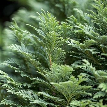 Chamaecyparis lawsoniana 'Minima Glauca'