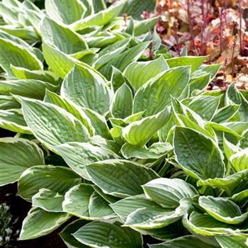 Hosta x fortunei 'Patriot'