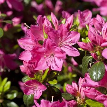 Rhododendron obtusum 'Kermesina'