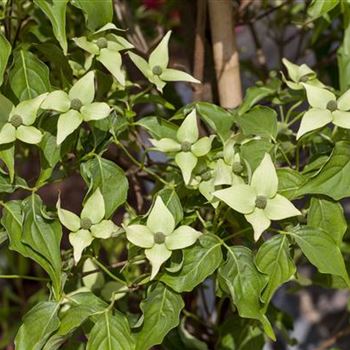 Cornus kousa chinensis 'Milky Way'