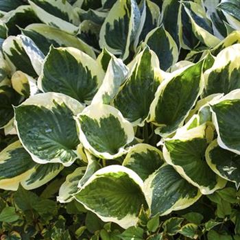 Hosta x fortunei 'Patriot'