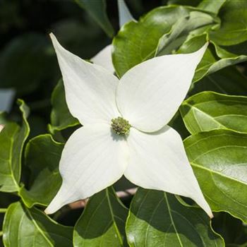 Cornus kousa chinensis 'Milky Way'