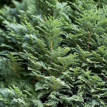 Chamaecyparis lawsoniana 'Minima Glauca'