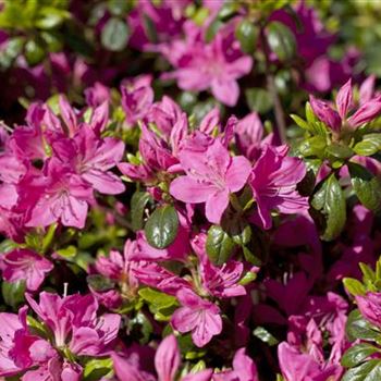 Rhododendron obtusum 'Kermesina'