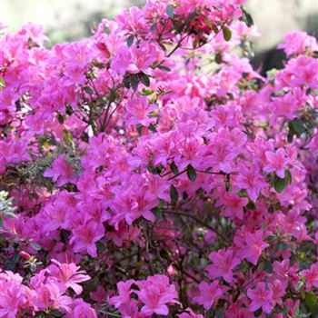 Rhododendron obtusum 'Kermesina'