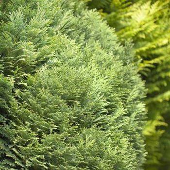 Chamaecyparis lawsoniana 'Minima Glauca'