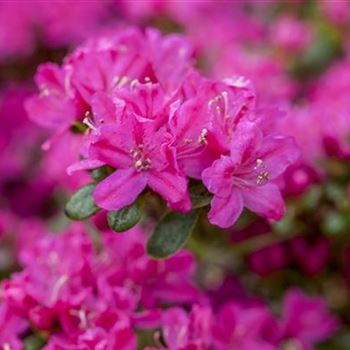 Rhododendron obtusum 'Kermesina'