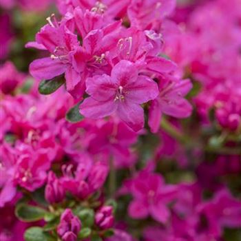 Rhododendron obtusum 'Kermesina'