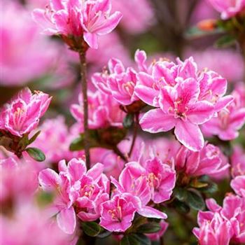 Rhododendron obtusum 'Kermesina Rose'