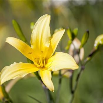 Hemerocallis lilioasphodelus