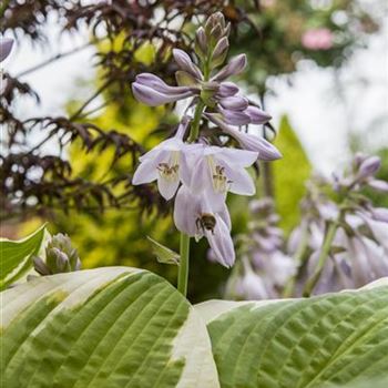 Hosta