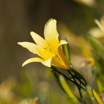 Hemerocallis lilioasphodelus