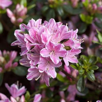 Rhododendron obtusum 'Kermesina Rose'