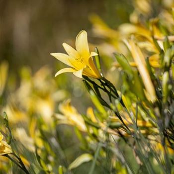 Hemerocallis lilioasphodelus