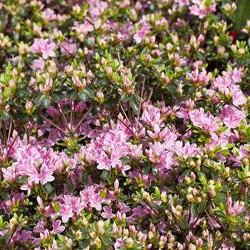 Rhododendron obtusum 'Kermesina Rose'