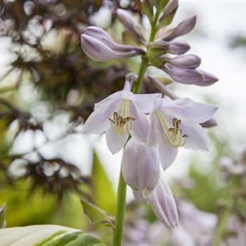 Hosta