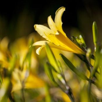 Hemerocallis lilioasphodelus