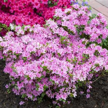 Rhododendron obtusum 'Kermesina Rose'