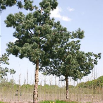 PSGL_Sol_baum_7xv_200-300x40-45x-500_STH220_G_WI_10_05_06_11444.jpg