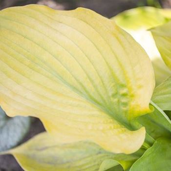 Hosta