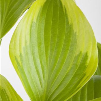 Hosta